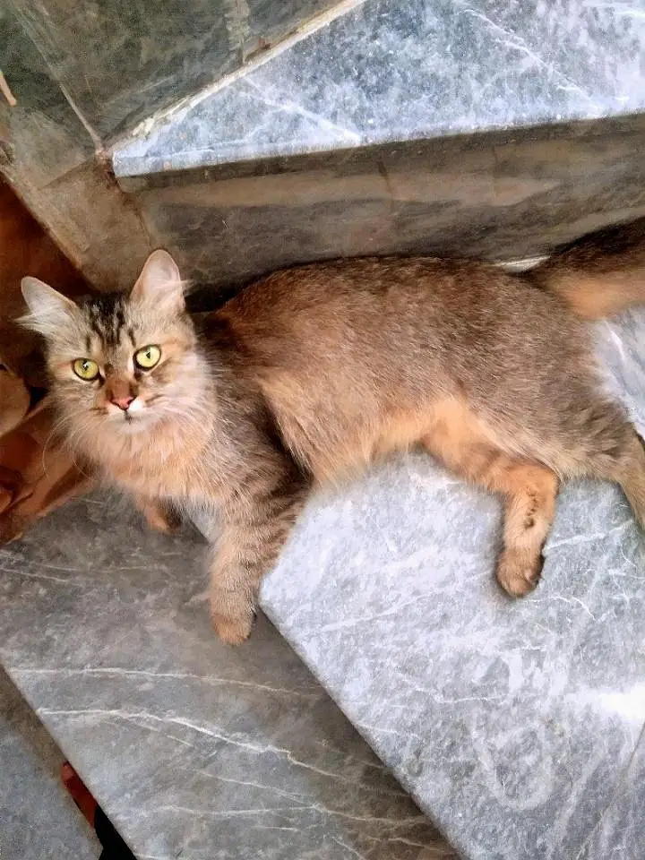 British Shorthair (Tuxedo) Kitten's Best Low Price Offer — photo 10