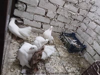 lucky pigeon kabootar 1 pair breeder