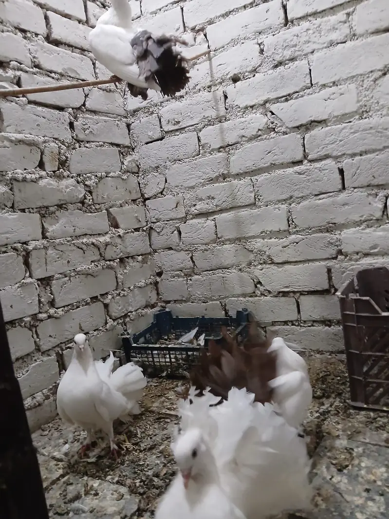 lucky pigeon kabootar 1 pair breeder — photo 3