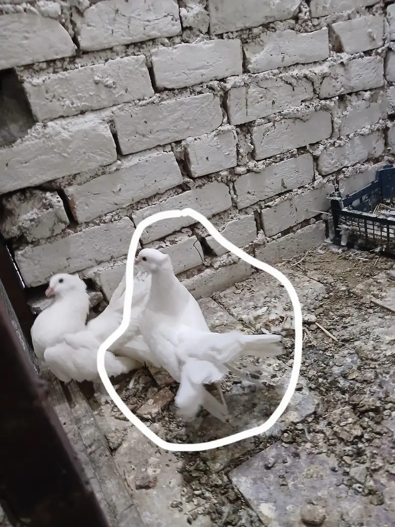 lucky pigeon kabootar 1 pair breeder — photo 4