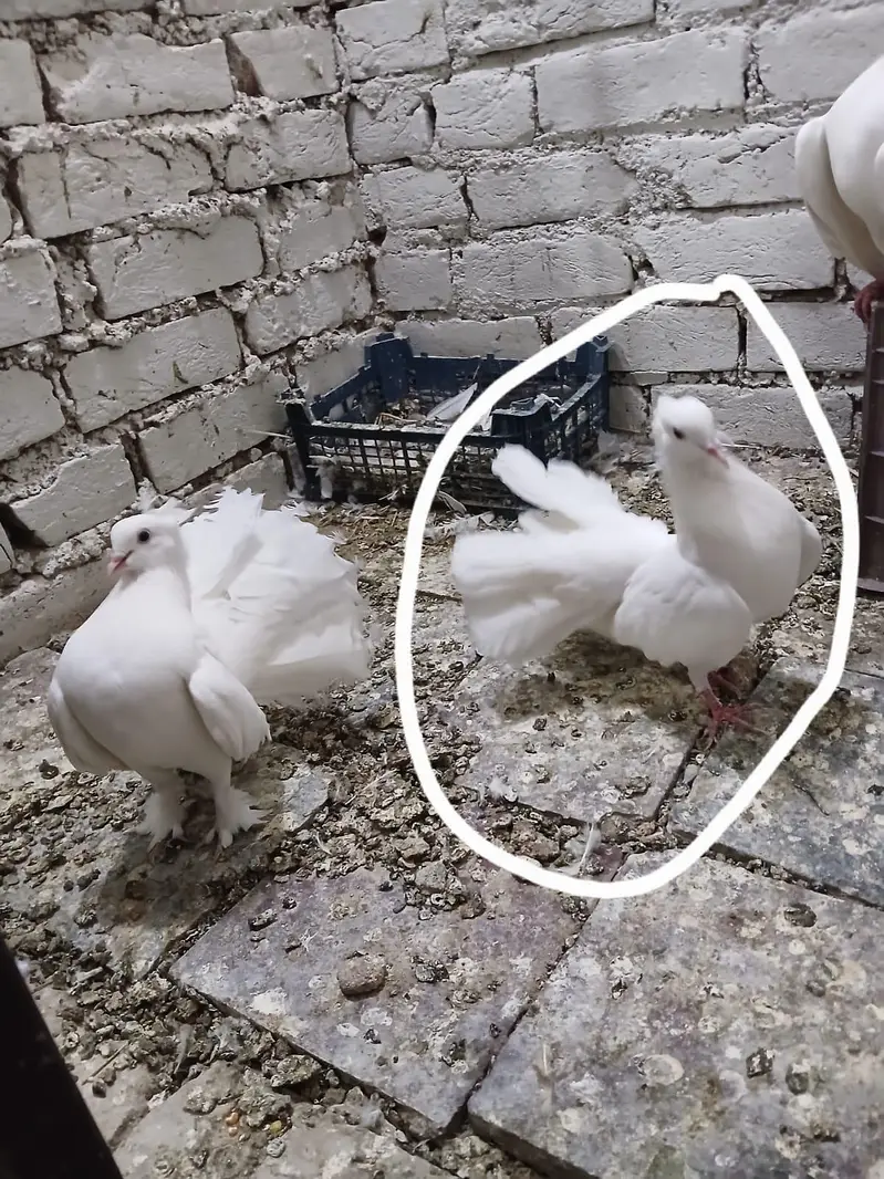 lucky pigeon kabootar 1 pair breeder — photo 7