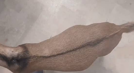 0 size teddy