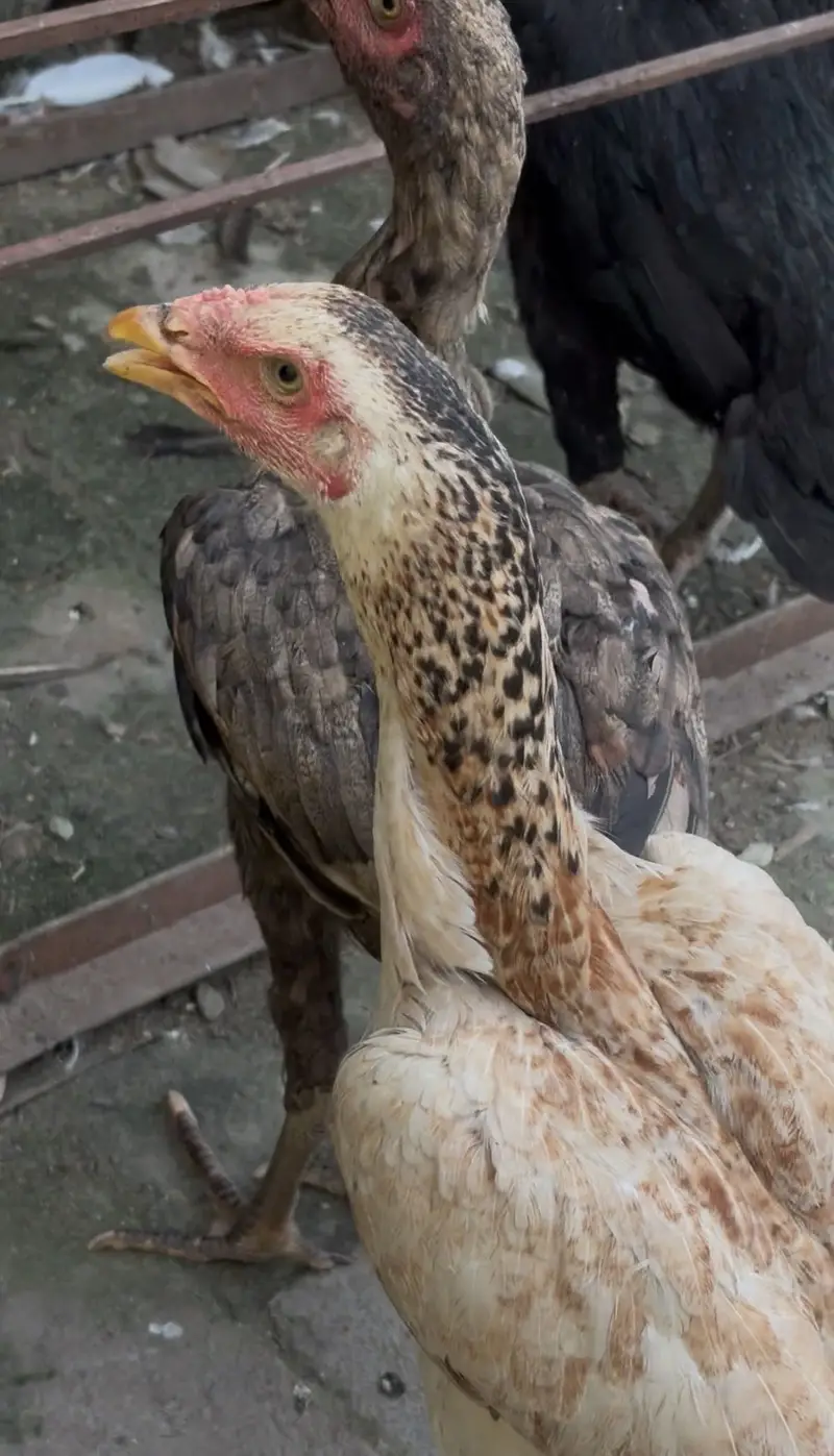 aseel murgi — photo 2