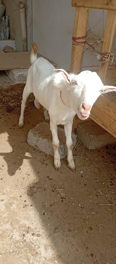 Goats white eyes  tedda and tapra collection available