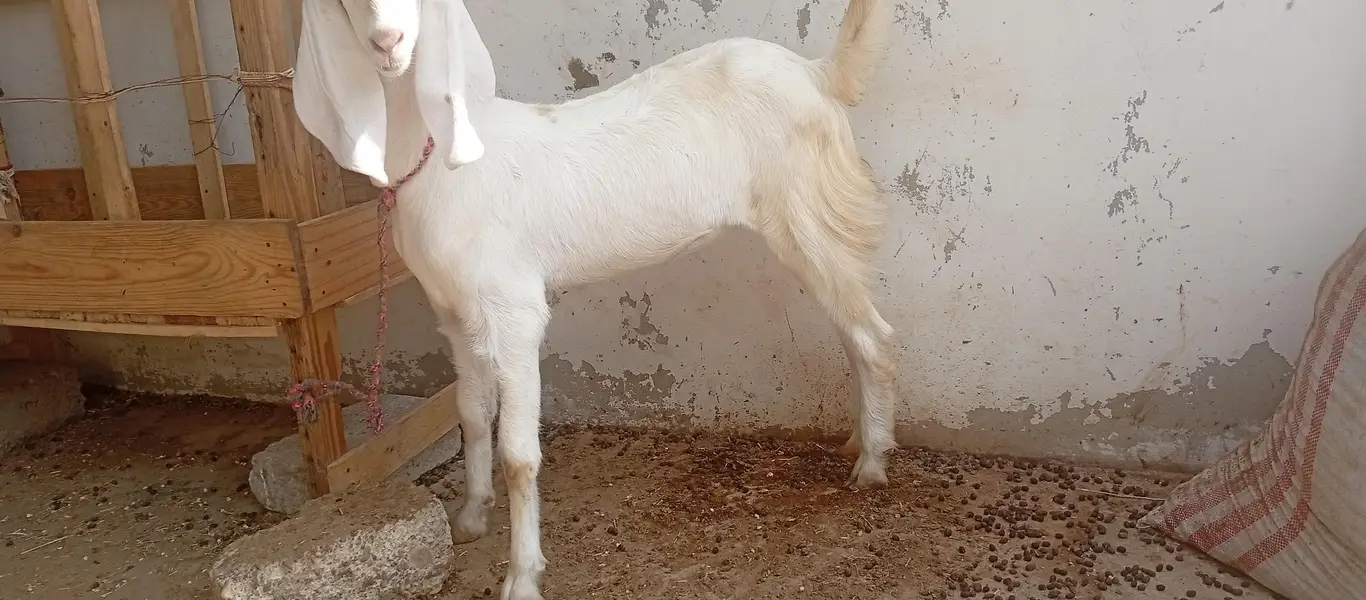 Goats white eyes  tedda and tapra collection available — photo 2