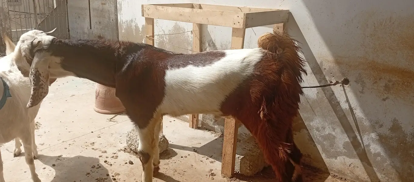 Goats white eyes  tedda and tapra collection available — photo 3