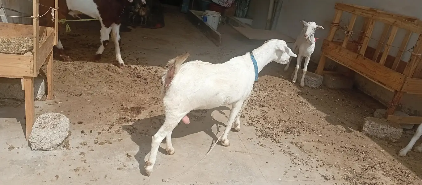 Goats white eyes  tedda and tapra collection available — photo 4
