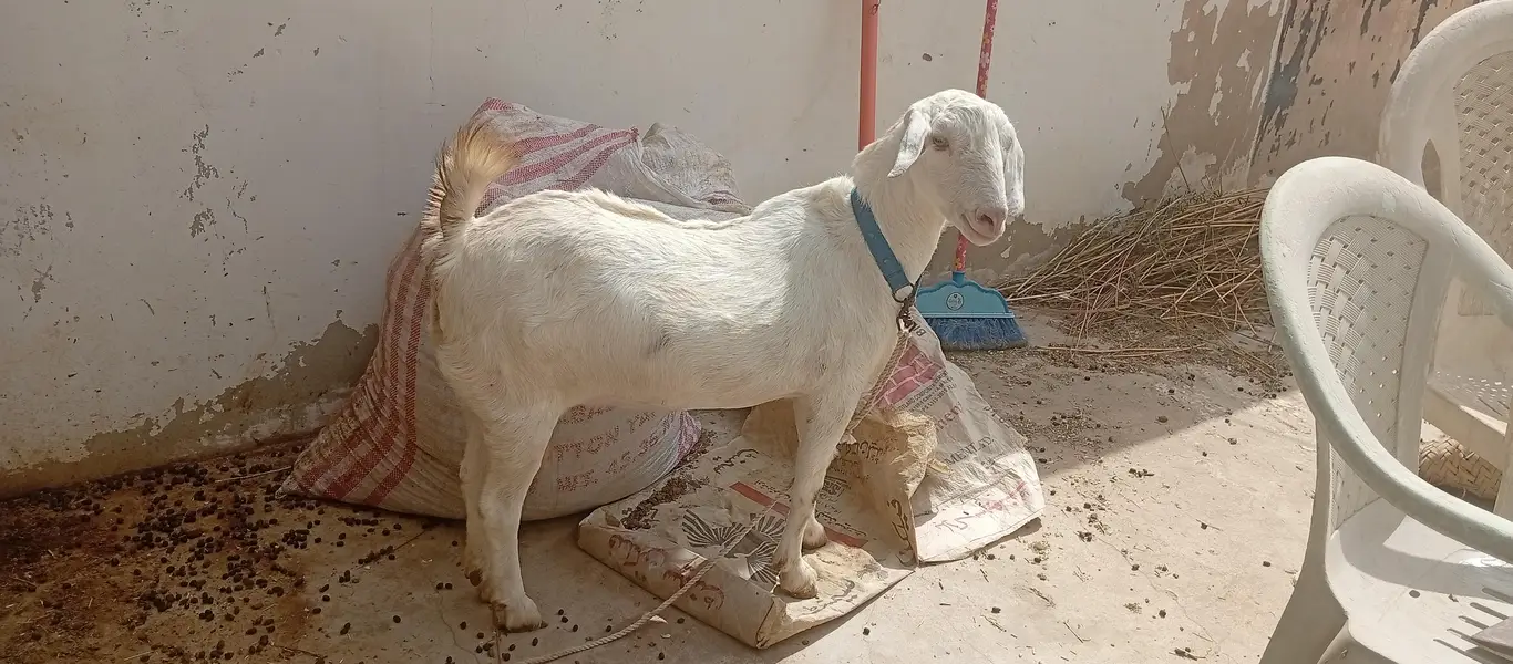Goats white eyes  tedda and tapra collection available — photo 5