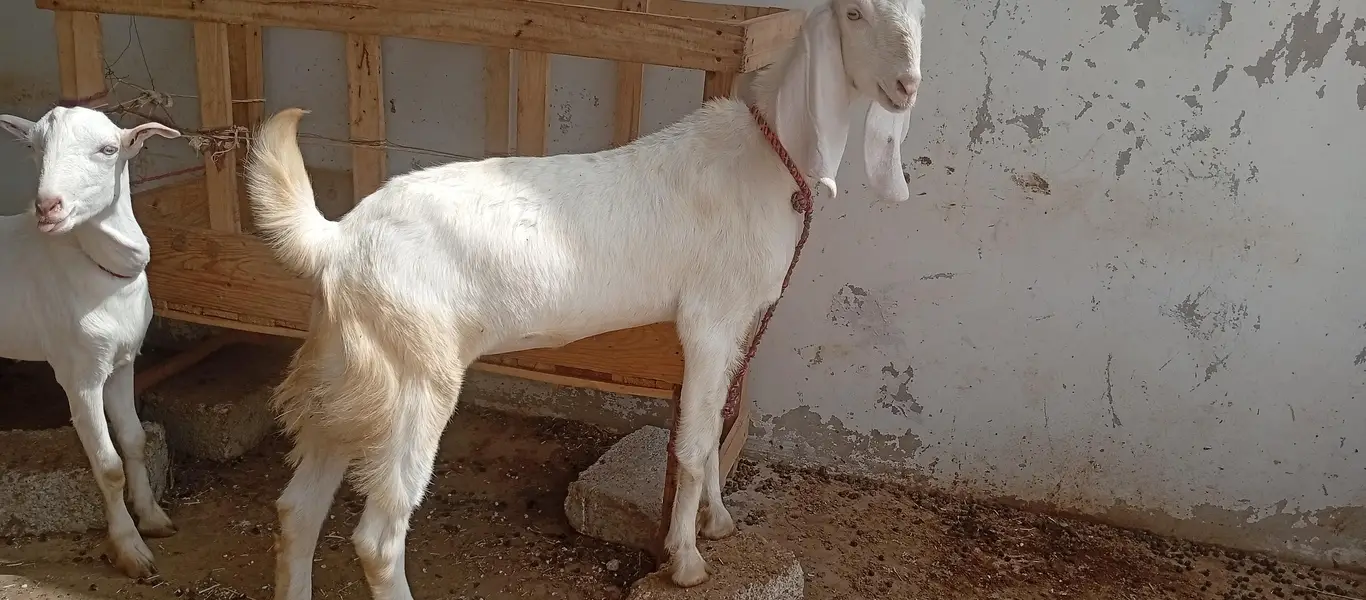 Goats white eyes  tedda and tapra collection available — photo 6