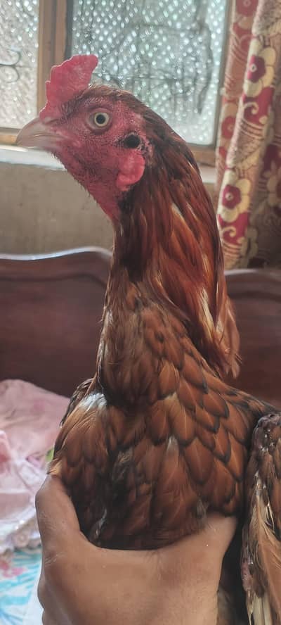Pure Aseel Mianwali Male home breed