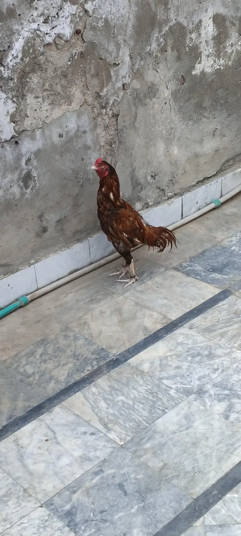 Pure Aseel Mianwali Male home breed — photo 2