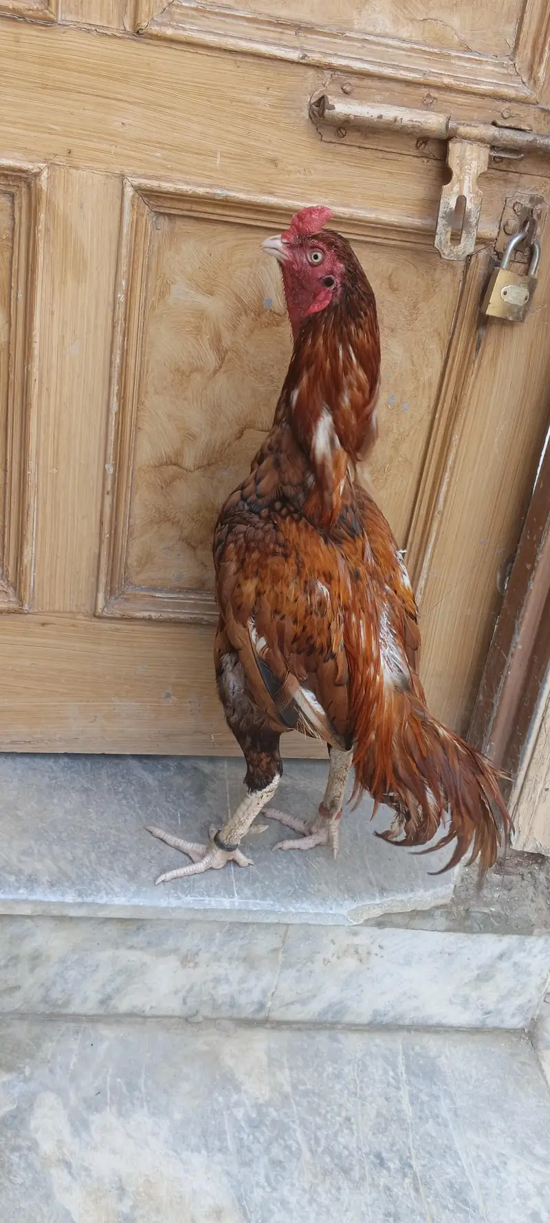 Pure Aseel Mianwali Male home breed — photo 3