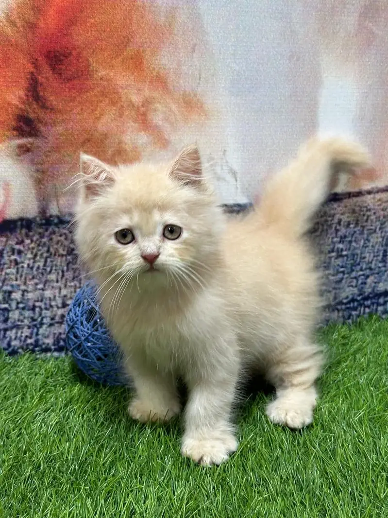Persian cat and kitten punch face triple coated — photo 9