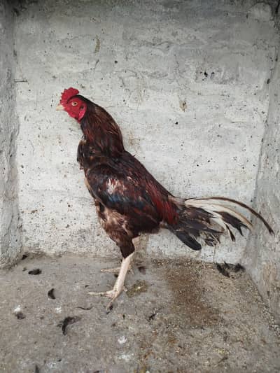 Aseel Murga for sale 0303.88. 68142