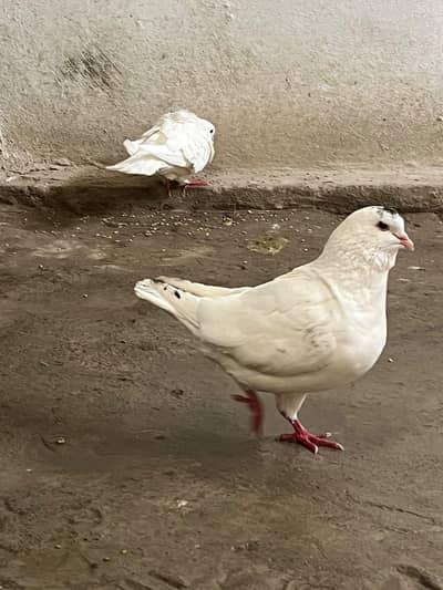 king size pegion