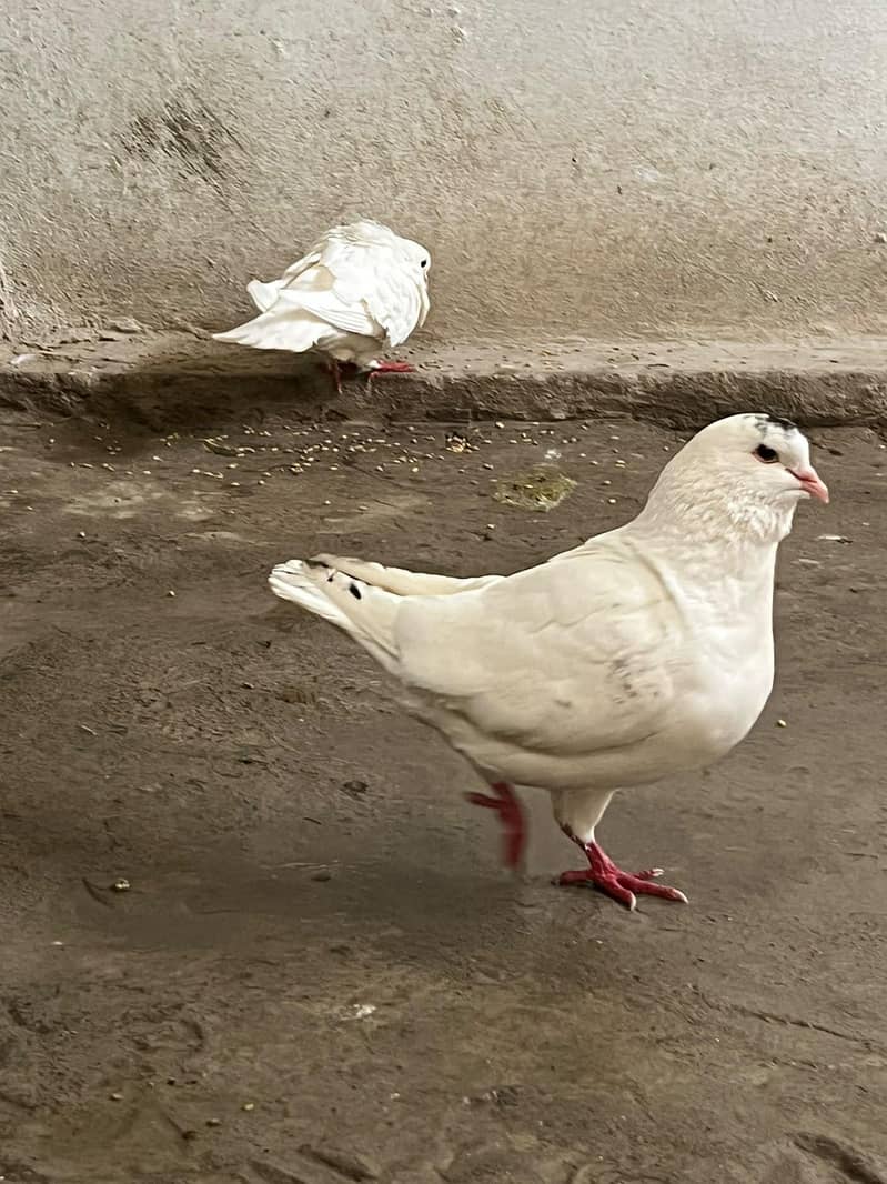 king size pegion 0