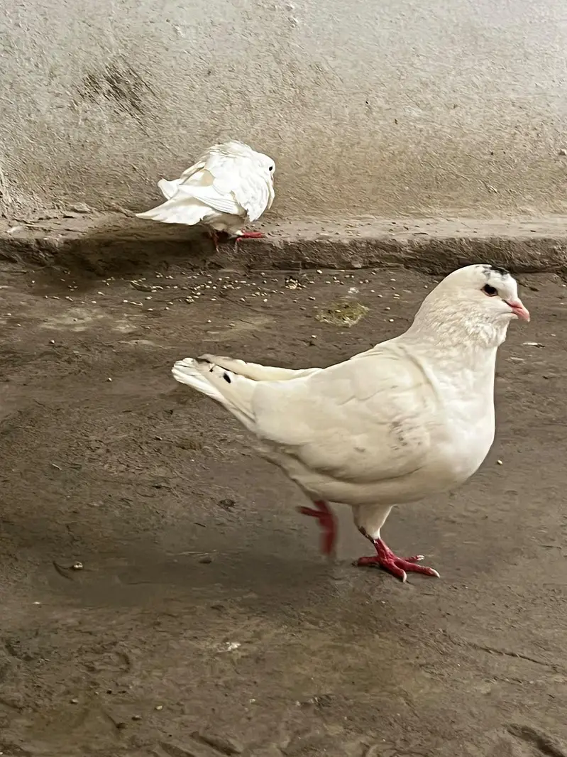 king size pegion