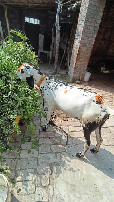 Betal bakri path