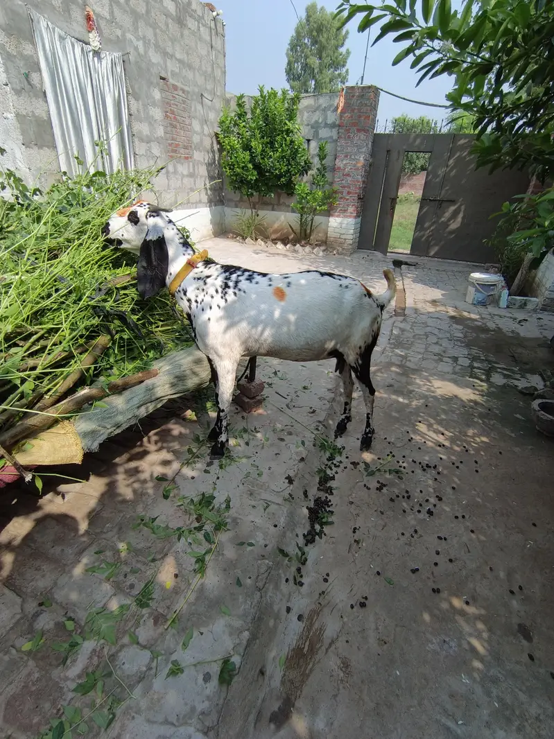 Betal bakri path — photo 2