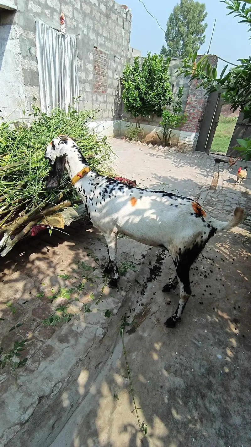 Betal bakri path — photo 3