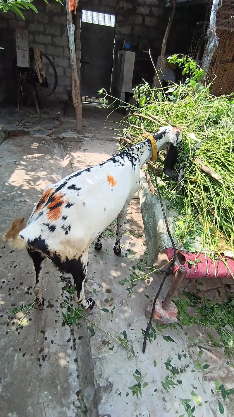 Betal bakri path — photo 4