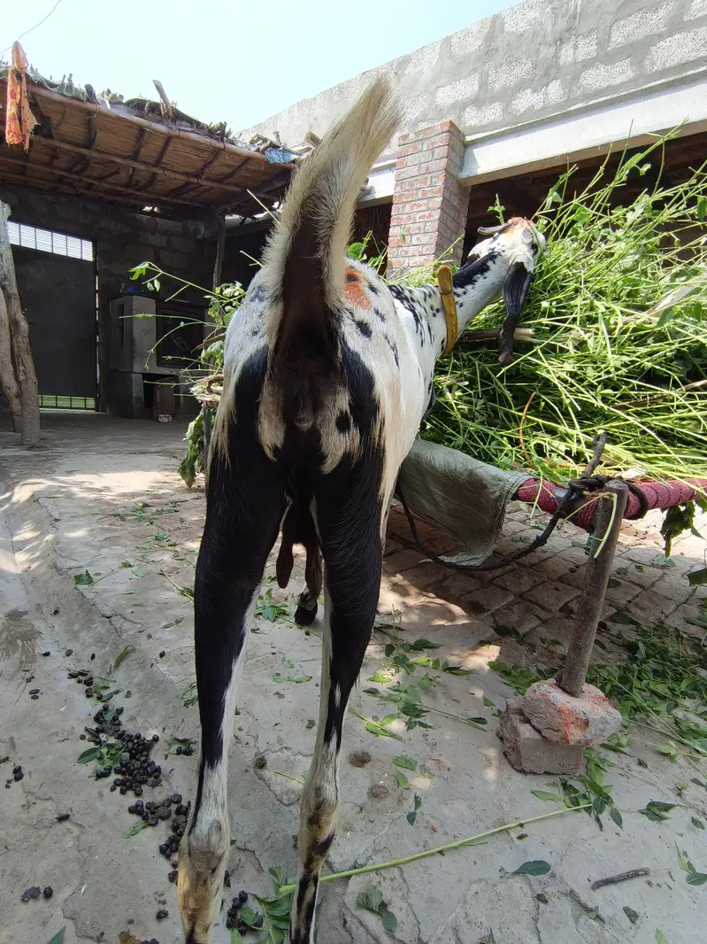 Betal bakri path — photo 5