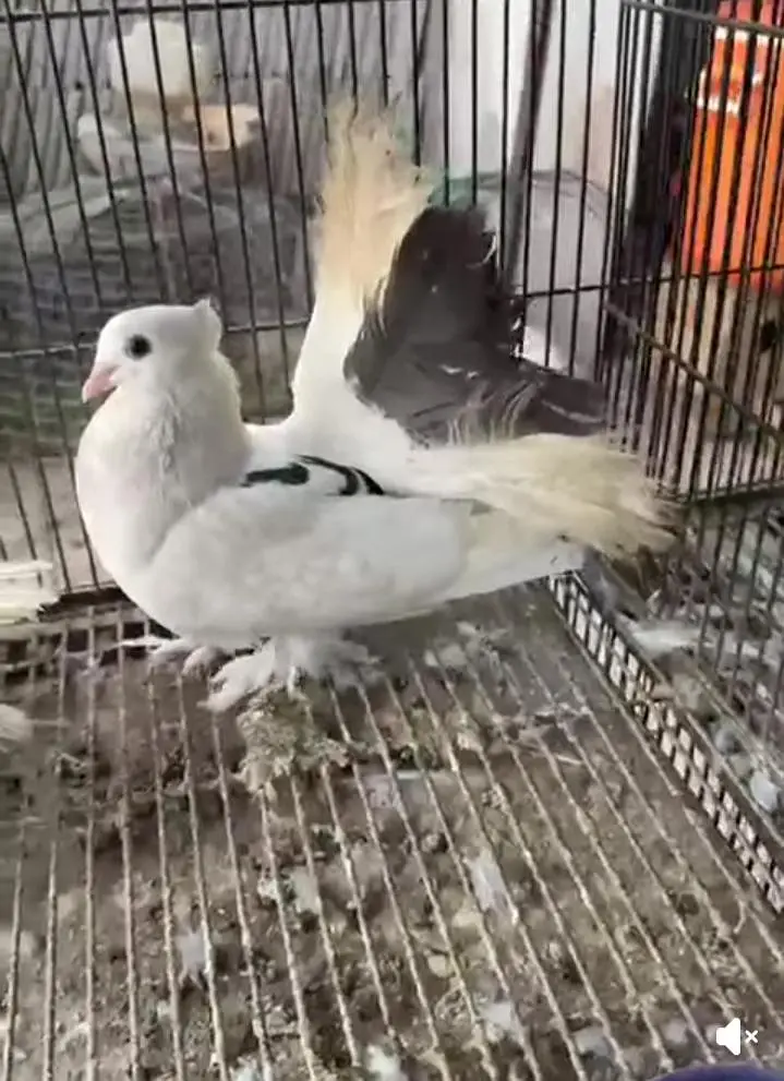 American pigeon male