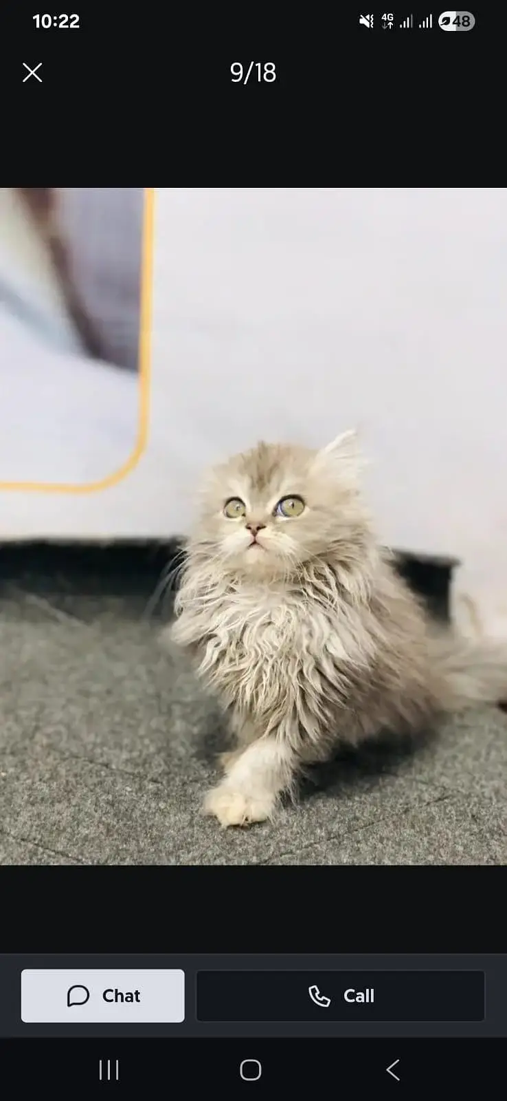 Persian cat and kitten punch face triple coated — photo 6
