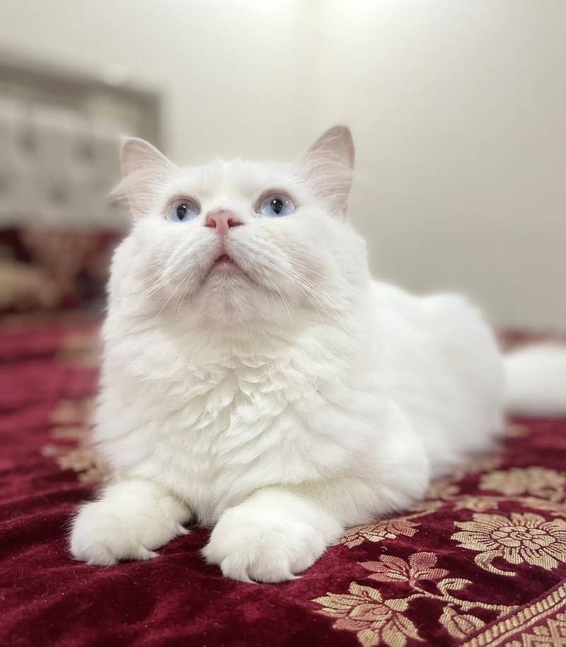 Persian cat 0
