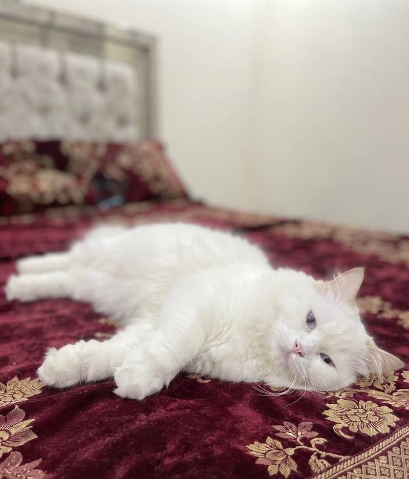 Persian cat 1