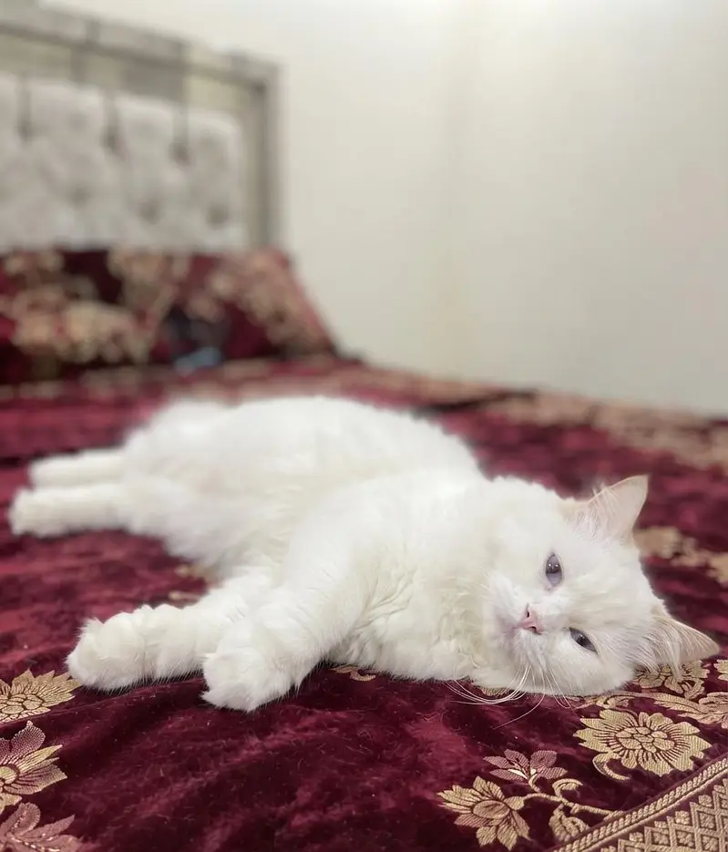 Persian cat — photo 2
