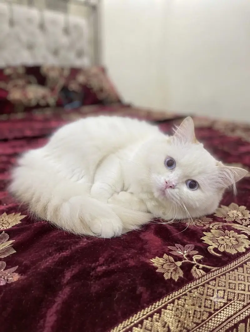 Persian cat — photo 3