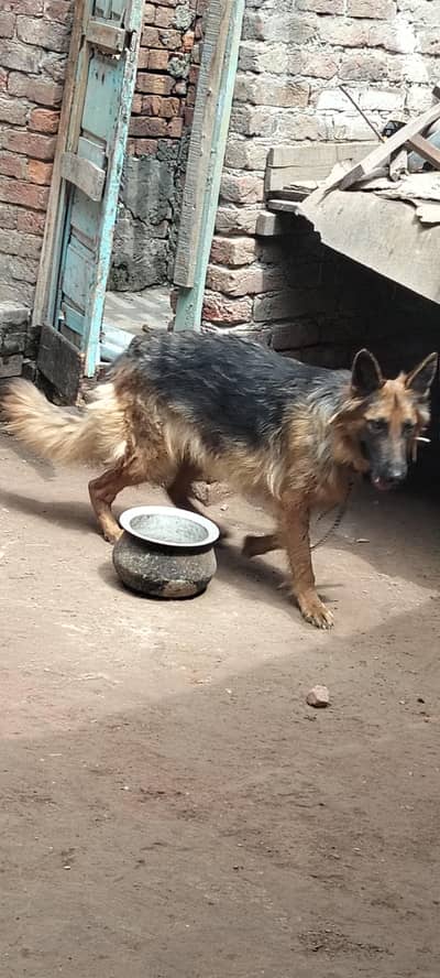 German shepherd dubal cot