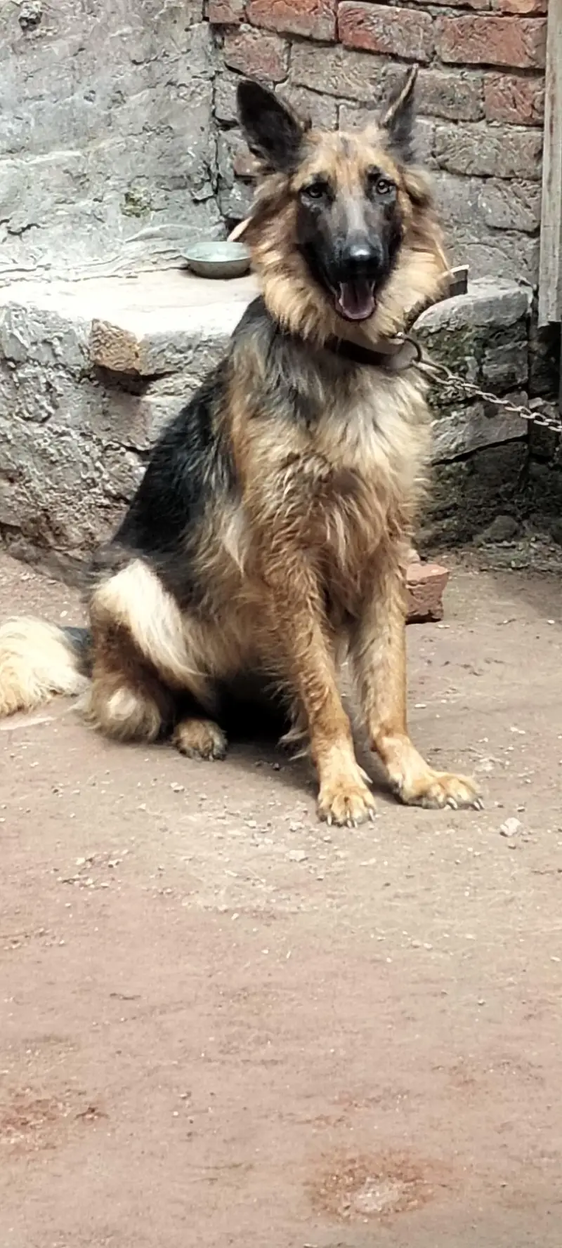 German shepherd dubal cot — photo 2