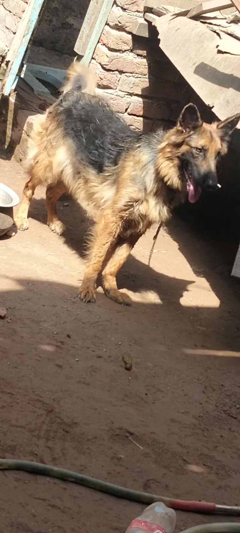 German shepherd dubal cot — photo 3