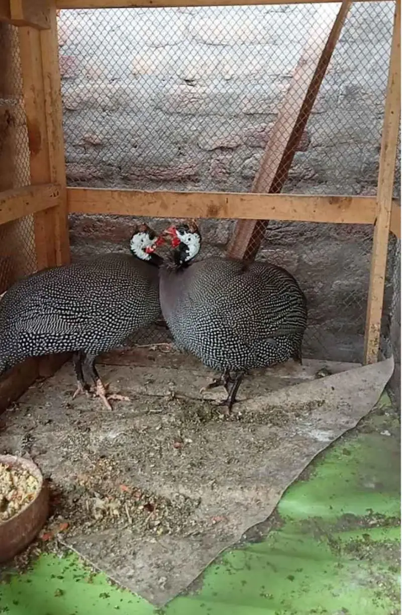 guinea fowl chakor teetri egg laying urgent sale rate finl ha — photo 2