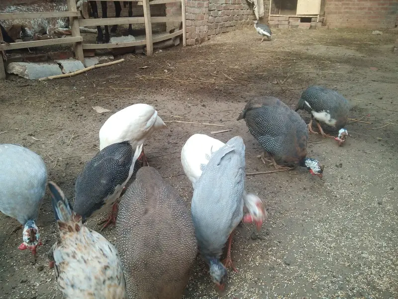 guinea fowl chakor teetri egg laying urgent sale rate finl ha — photo 3