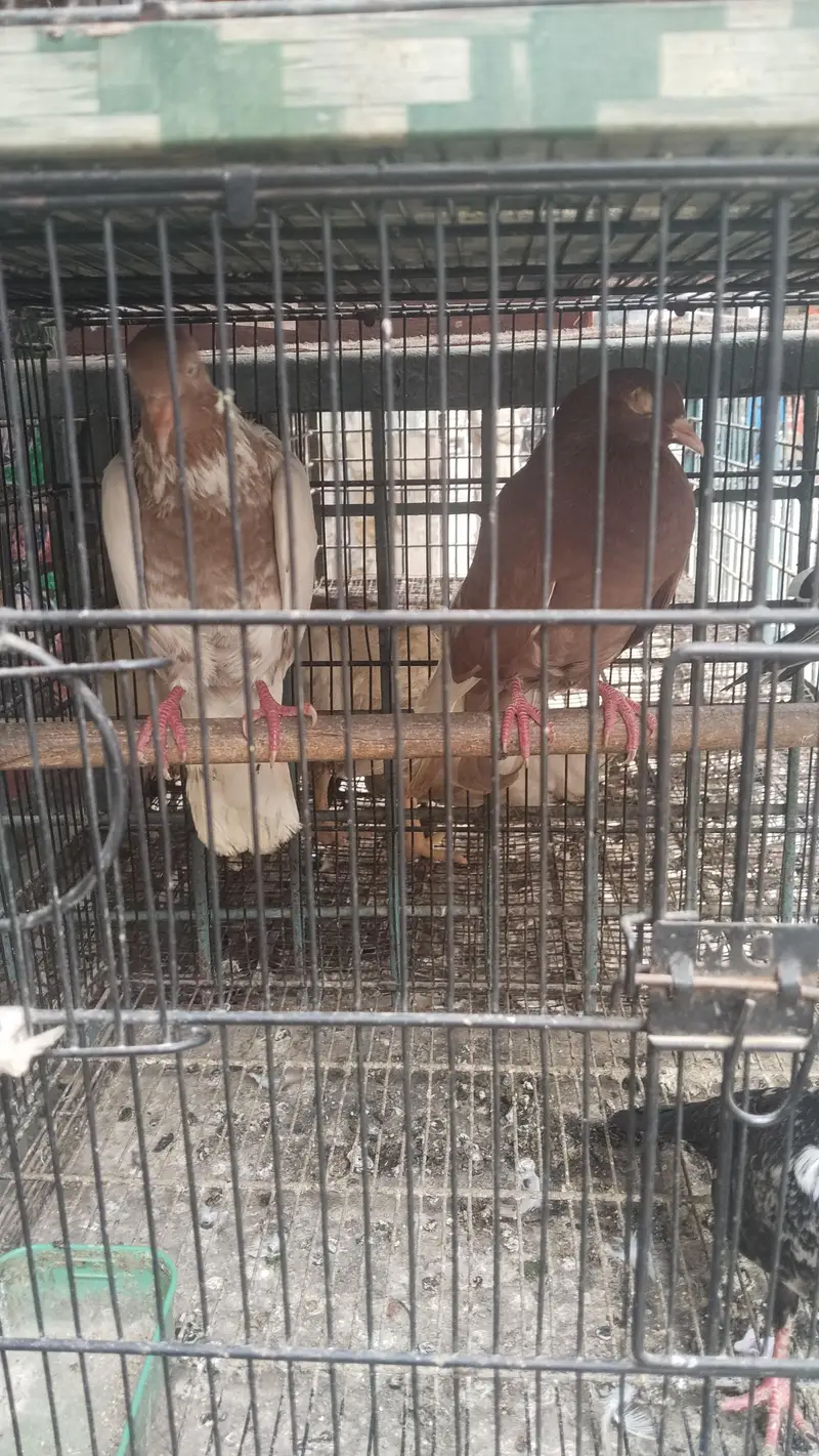 bhut pyara pigeon available h