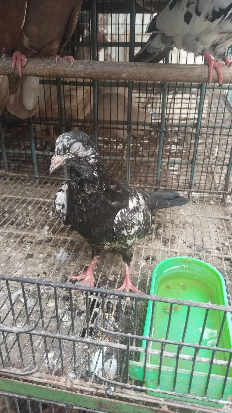 bhut pyara pigeon available h — photo 2