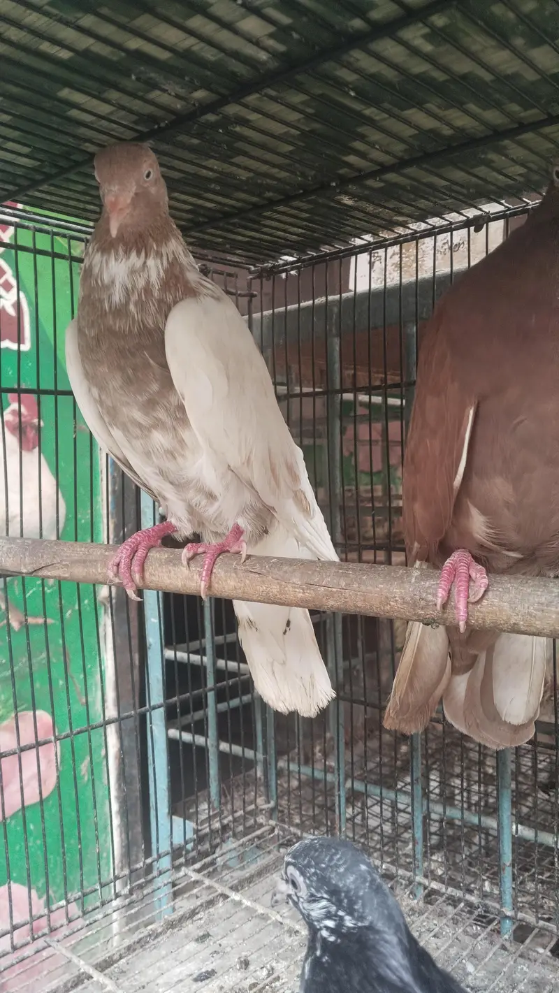 bhut pyara pigeon available h — photo 3