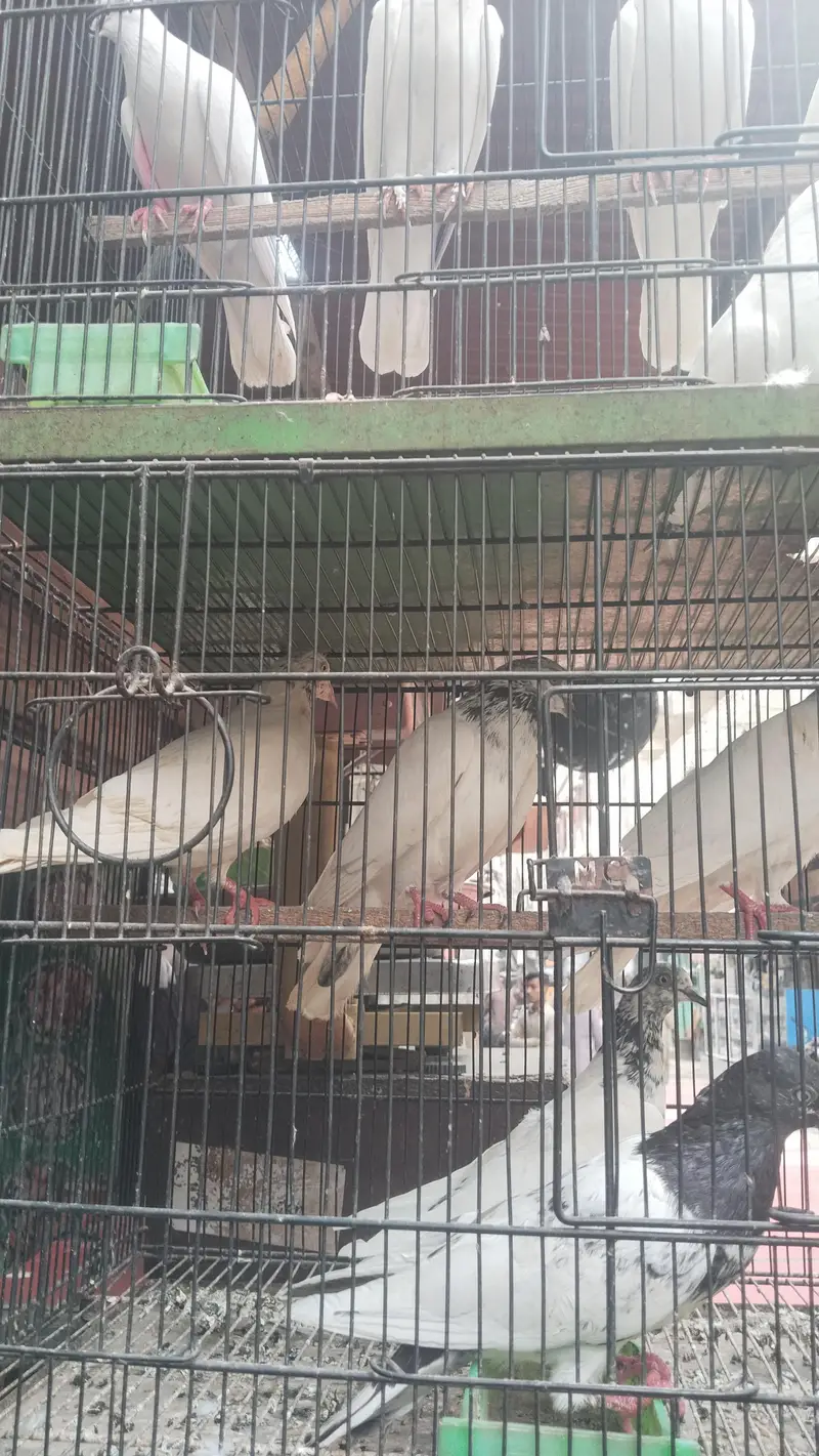 bhut pyara pigeon available h — photo 4