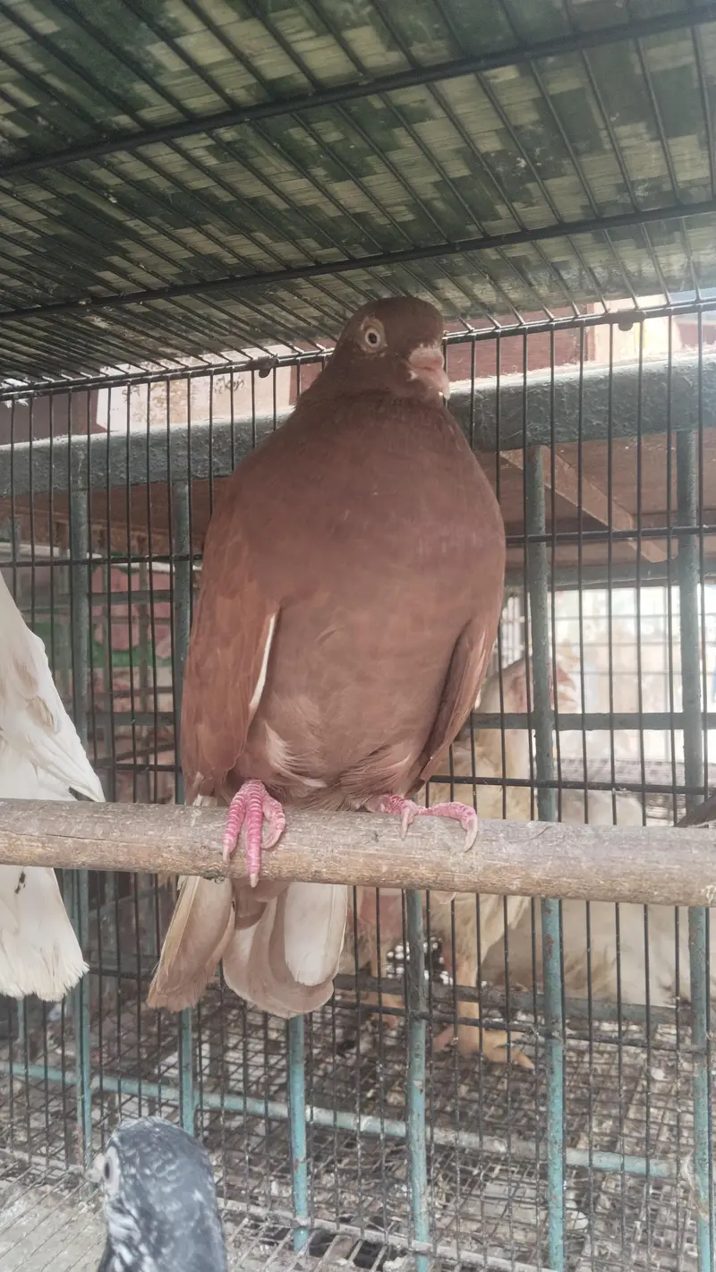 bhut pyara pigeon available h — photo 5