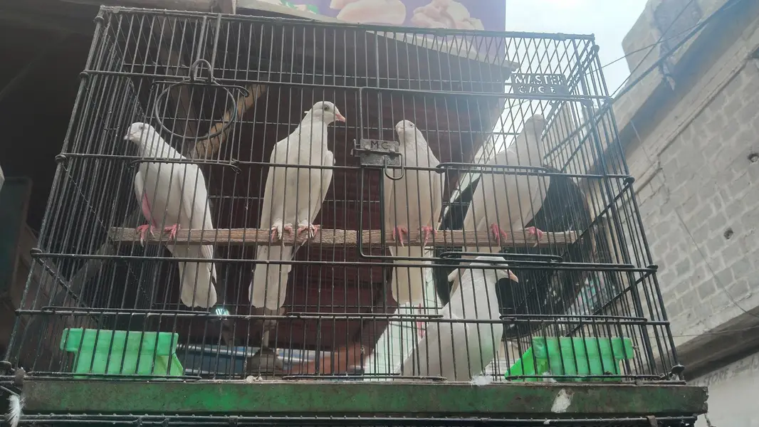 bhut pyara pigeon available h — photo 6