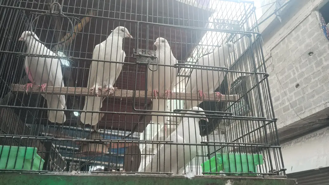 bhut pyara pigeon available h — photo 7