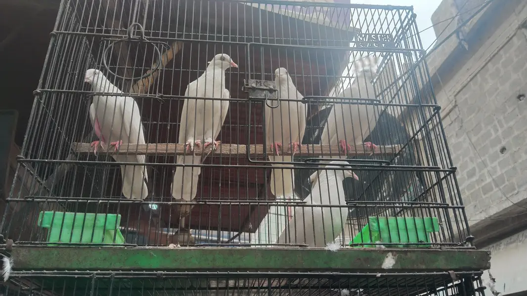 bhut pyara pigeon available h — photo 8