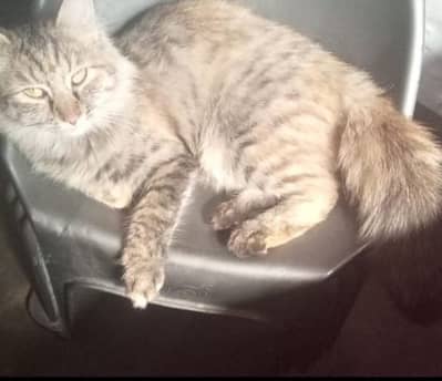 Double coated female cat