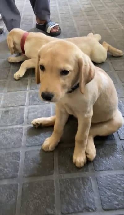 dog love