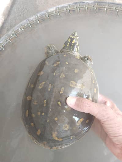 turtle is very beautiful