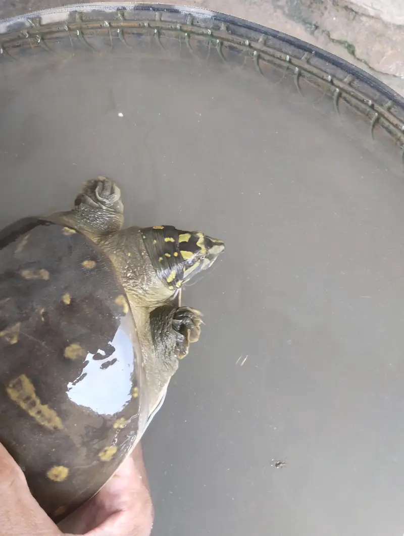 turtle is very beautiful — photo 2