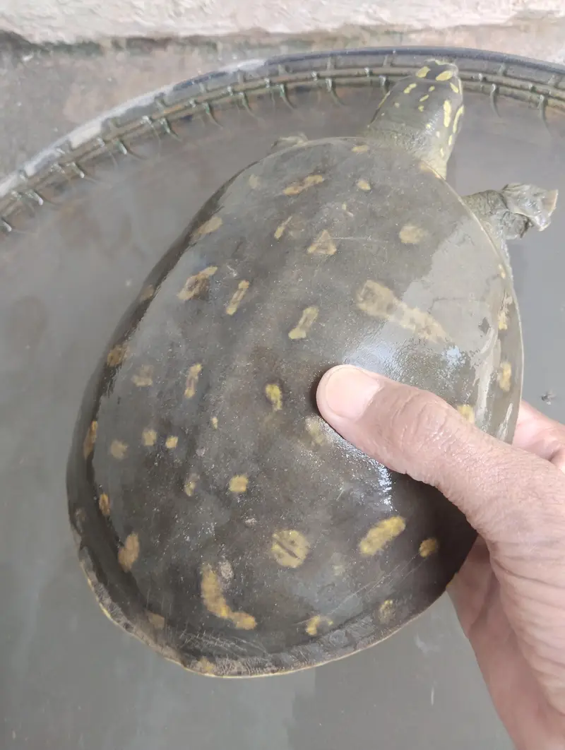 turtle is very beautiful — photo 3